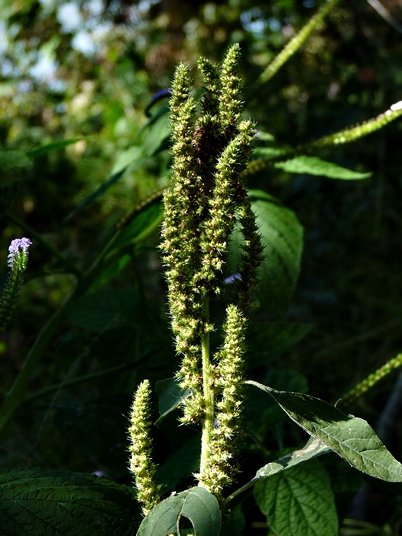 {Amaranthus powellii}